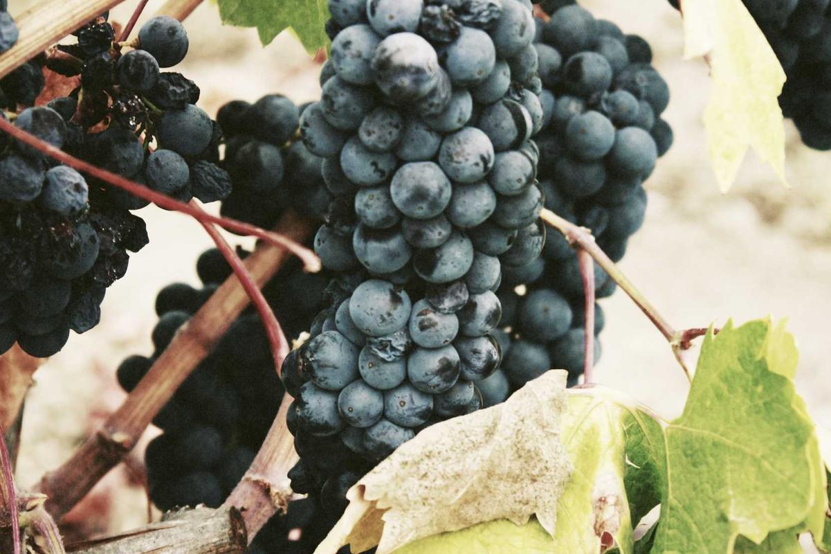 Numquam atque officia omnis dolore